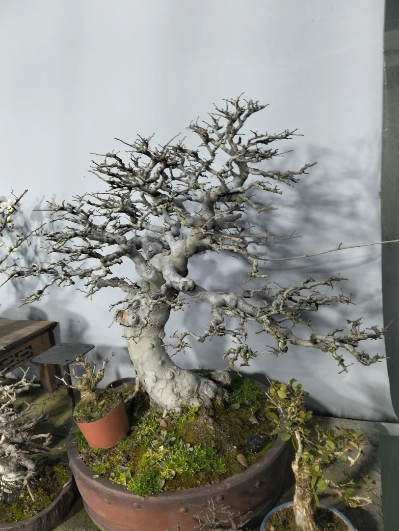 茶几 卧室 办公桌 微小盆景