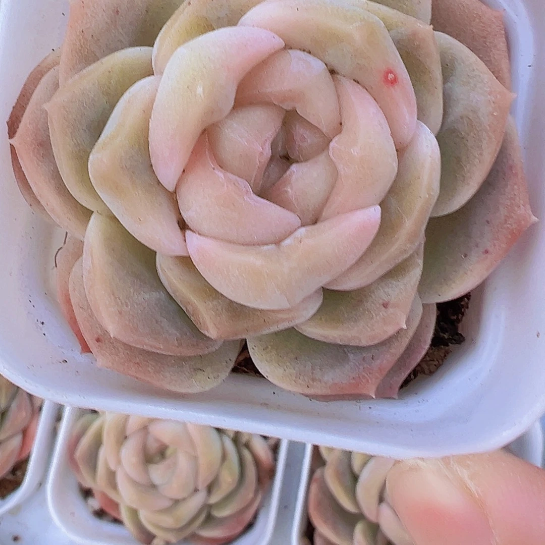 良辰19包邮多肉植物