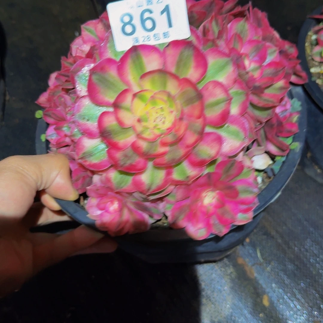 861号多肉植物倾城