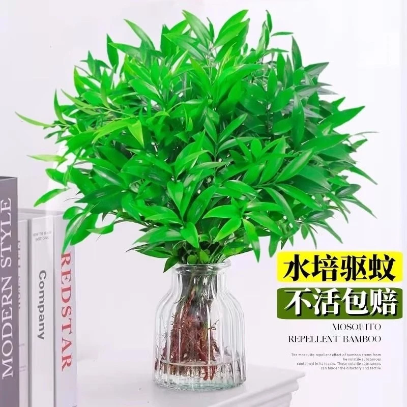 驱蚊竹柏盆栽水培植物办公室内桌面绿植客厅防蚊花卉好养四季常青