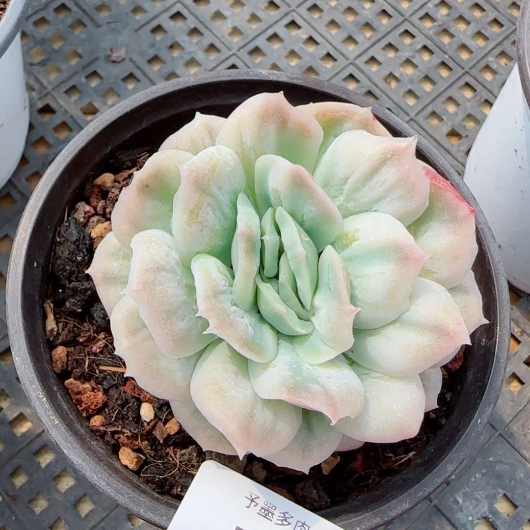 泡泡纱裙，7944多肉植物