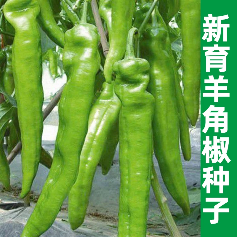 【满5件包邮】羊角椒种子 辣椒籽青椒高产盆栽阳台蔬菜种孑