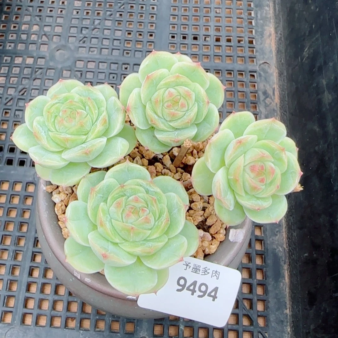 长杆白芷群，9494多肉植物