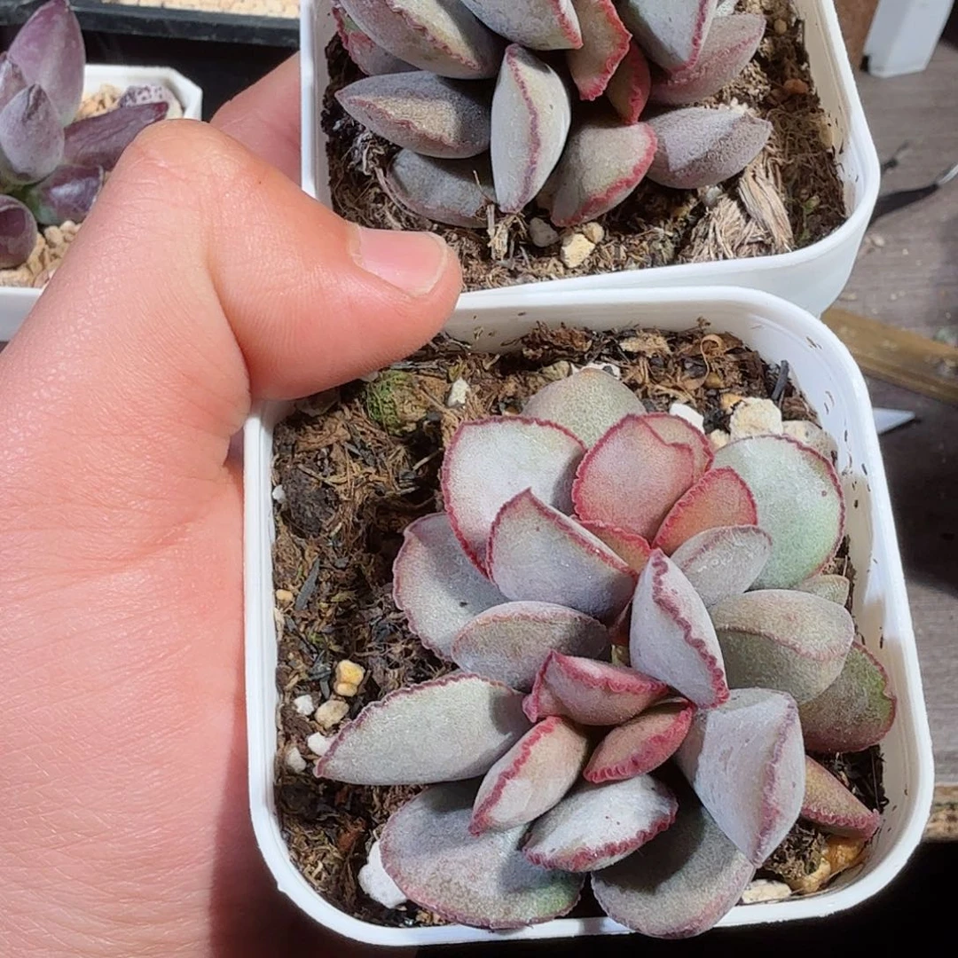 西*蕾丝红蛋         两棵