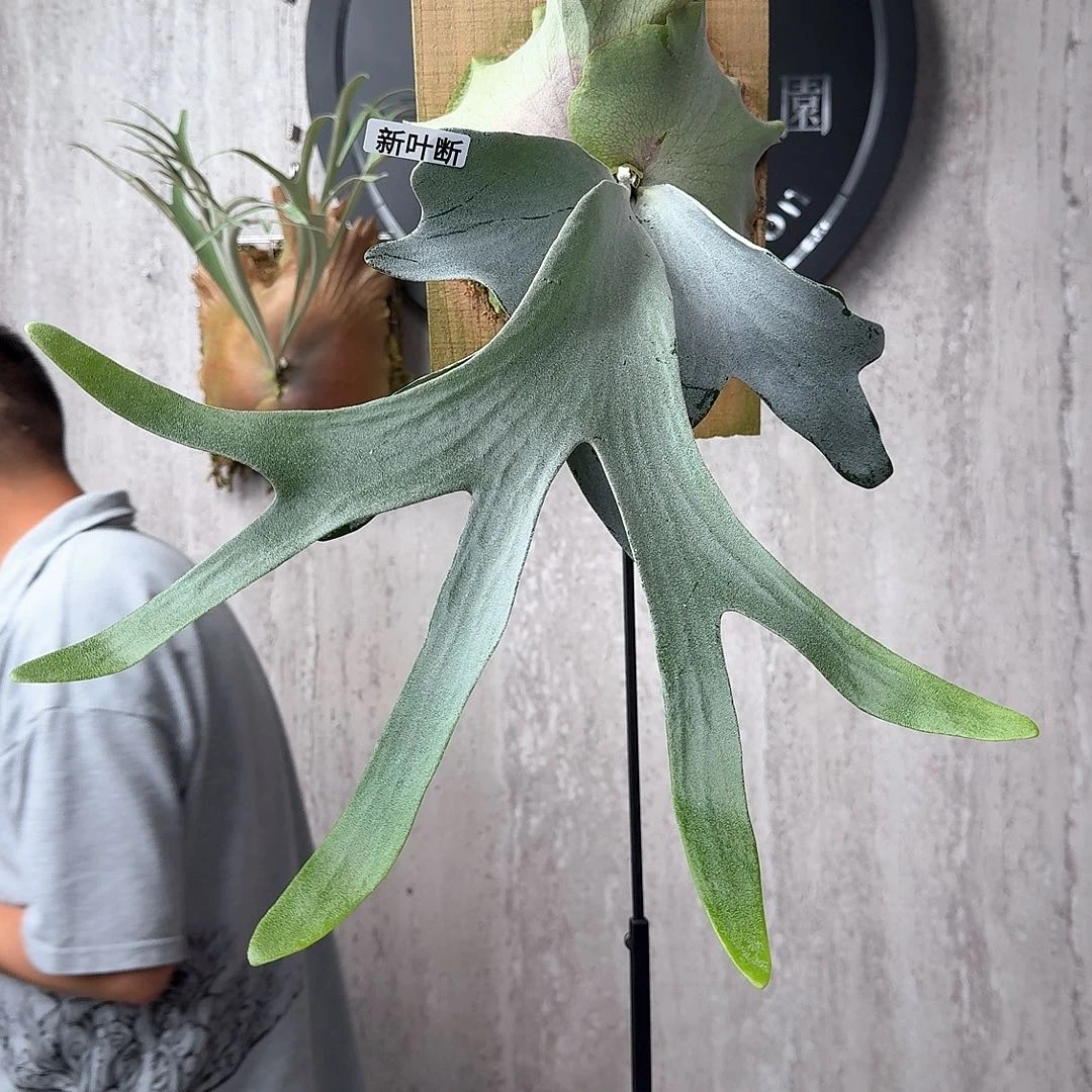 完全开放绿植绿植绿植