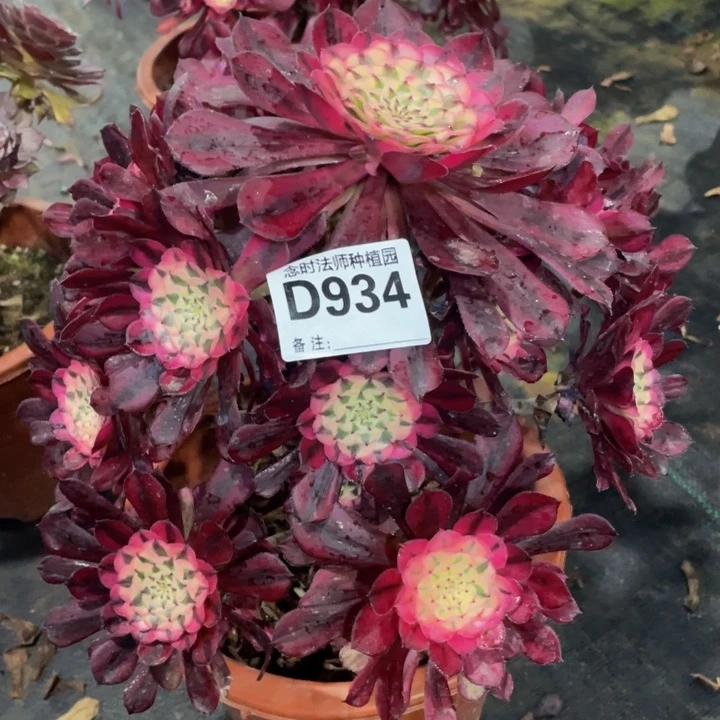 934红铜白111111多肉