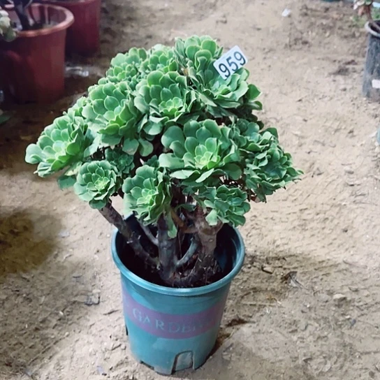 959绿羊绒老桩法师
