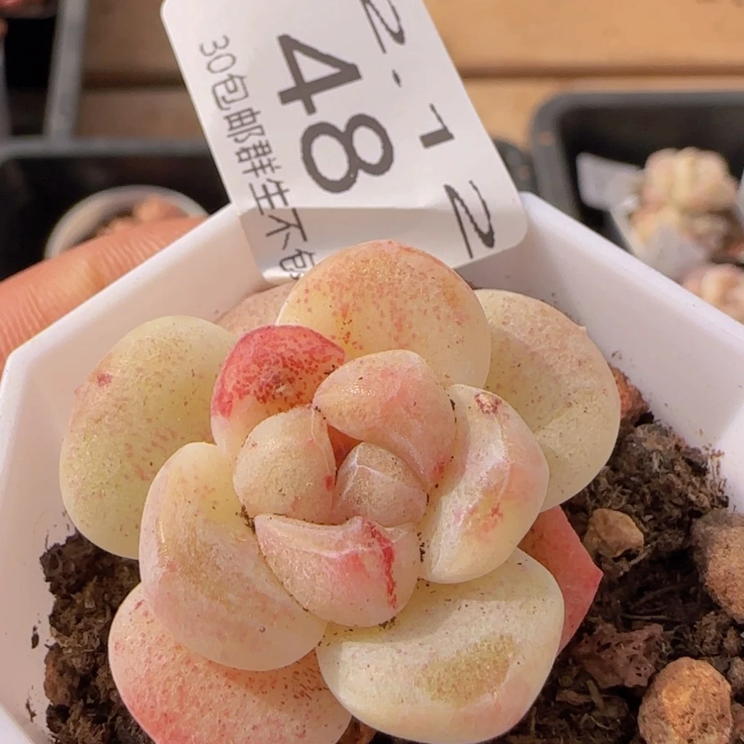 冰玉单头石化一颗脱土