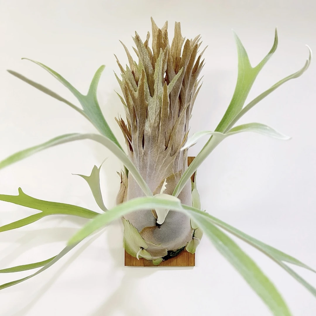 金刚狼鹿角蕨植物