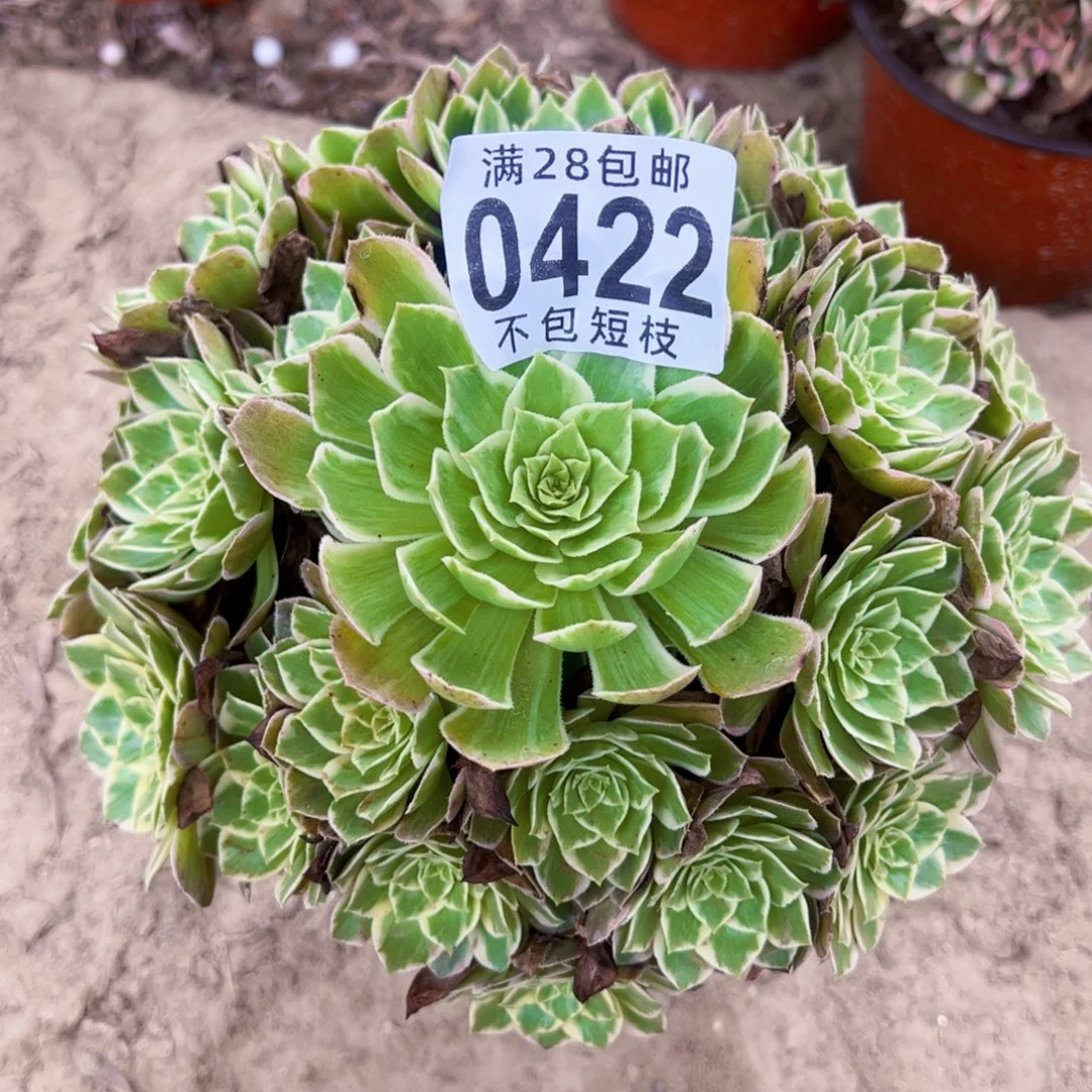 水蜜桃多肉植物0422