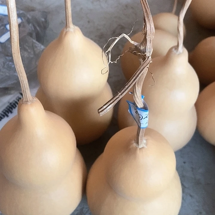 狗砸宝宝恭喜发财