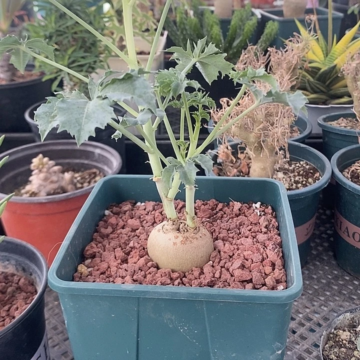 锦珊瑚，一物一拍，