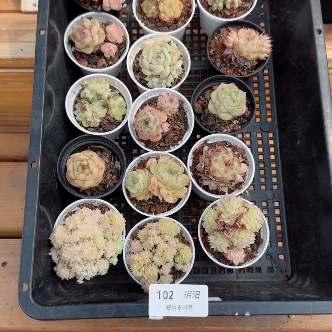 框拍框拍0305-102