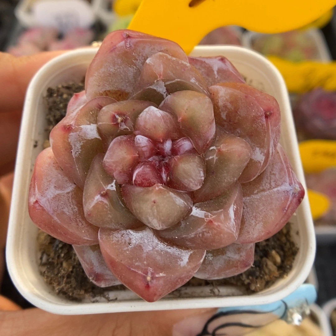 粉钻心珍妮可拍369号