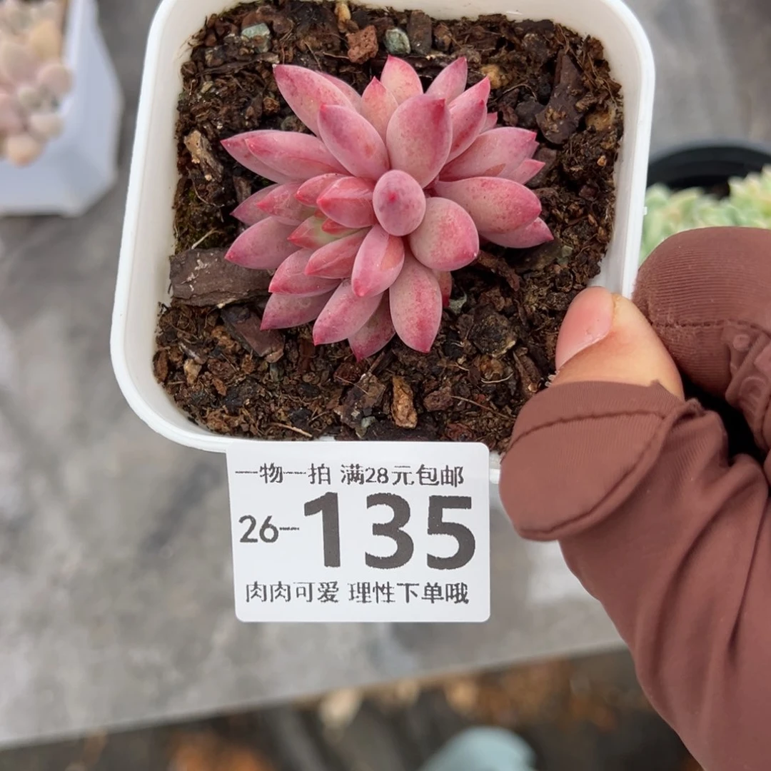 金鱼姬多肉多肉多肉，