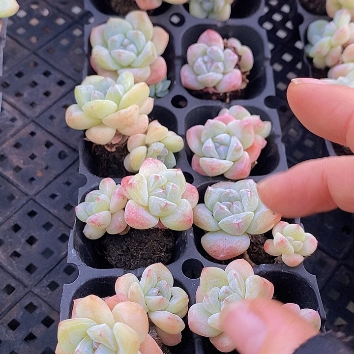 182 多肉植物盆栽植物