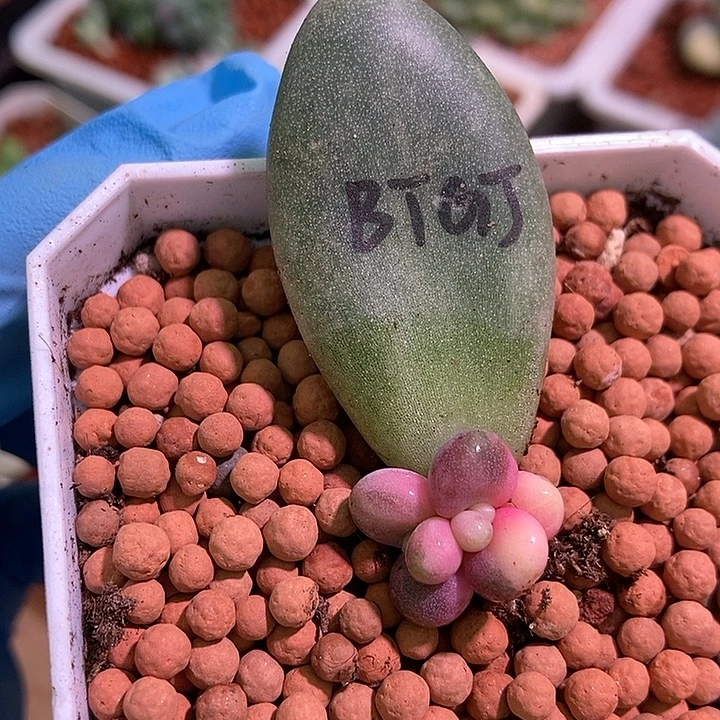 白糖果锦多肉植物