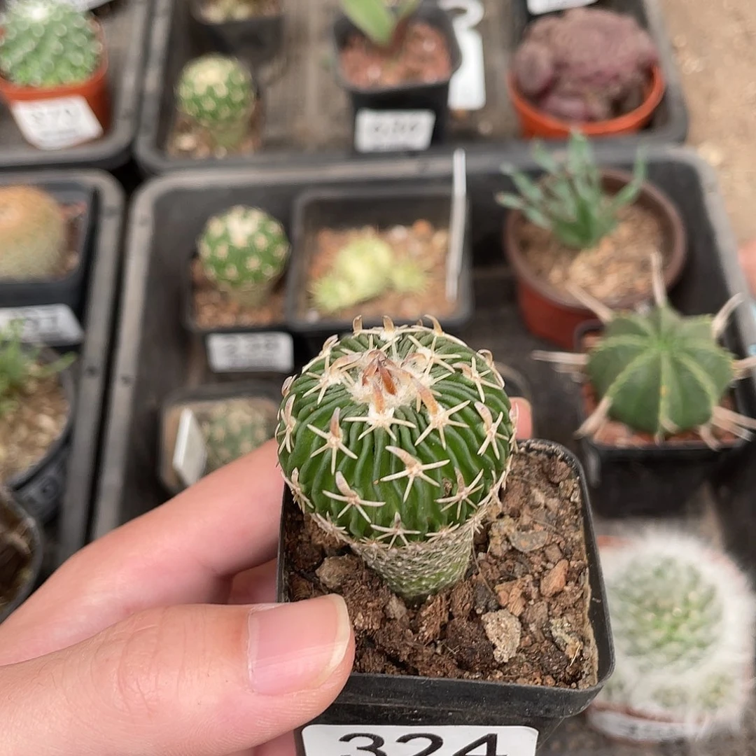 324太刀岚（满18包邮）