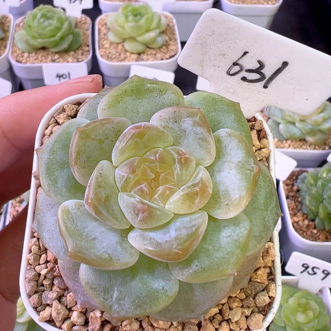 631号油亮黄心有晒斑
