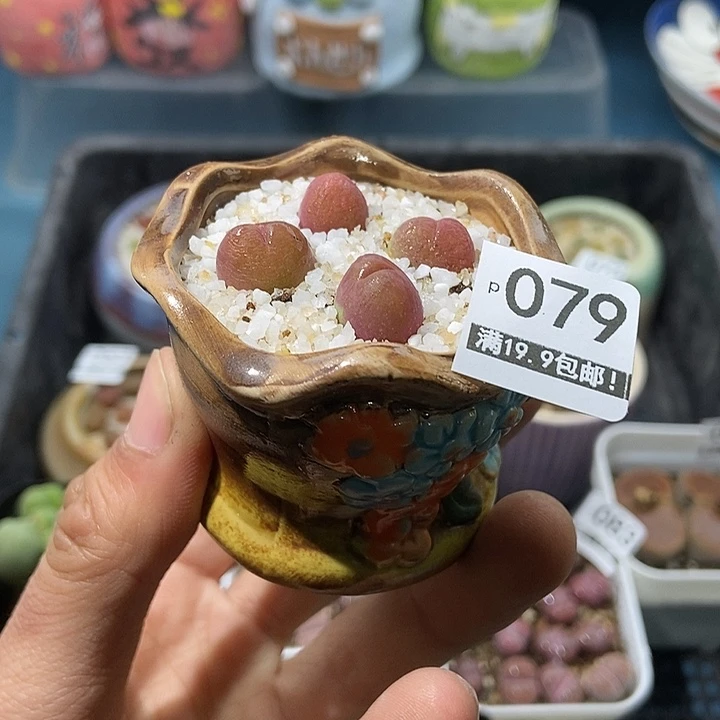 79大舅生石花肉锥