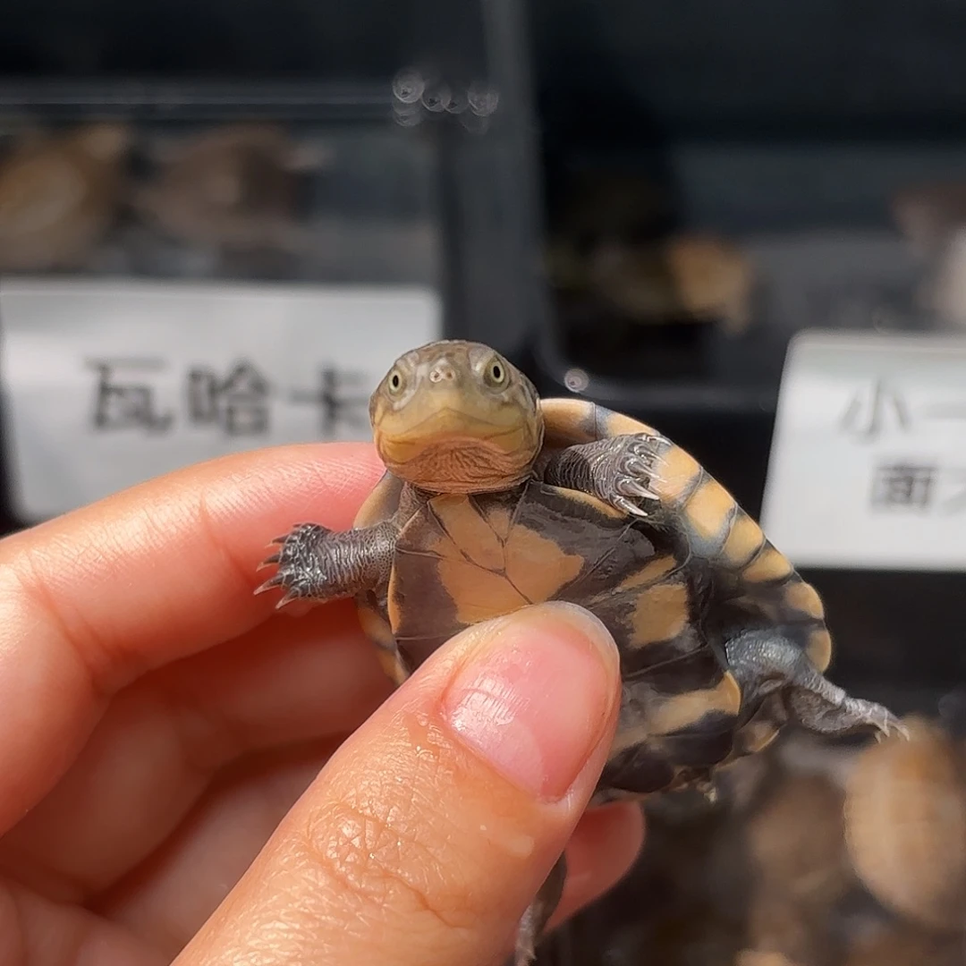不分公母蛋龟B5全品浅色满文西非