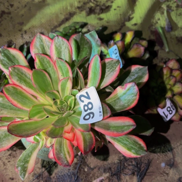 982黑魔锦多肉植物