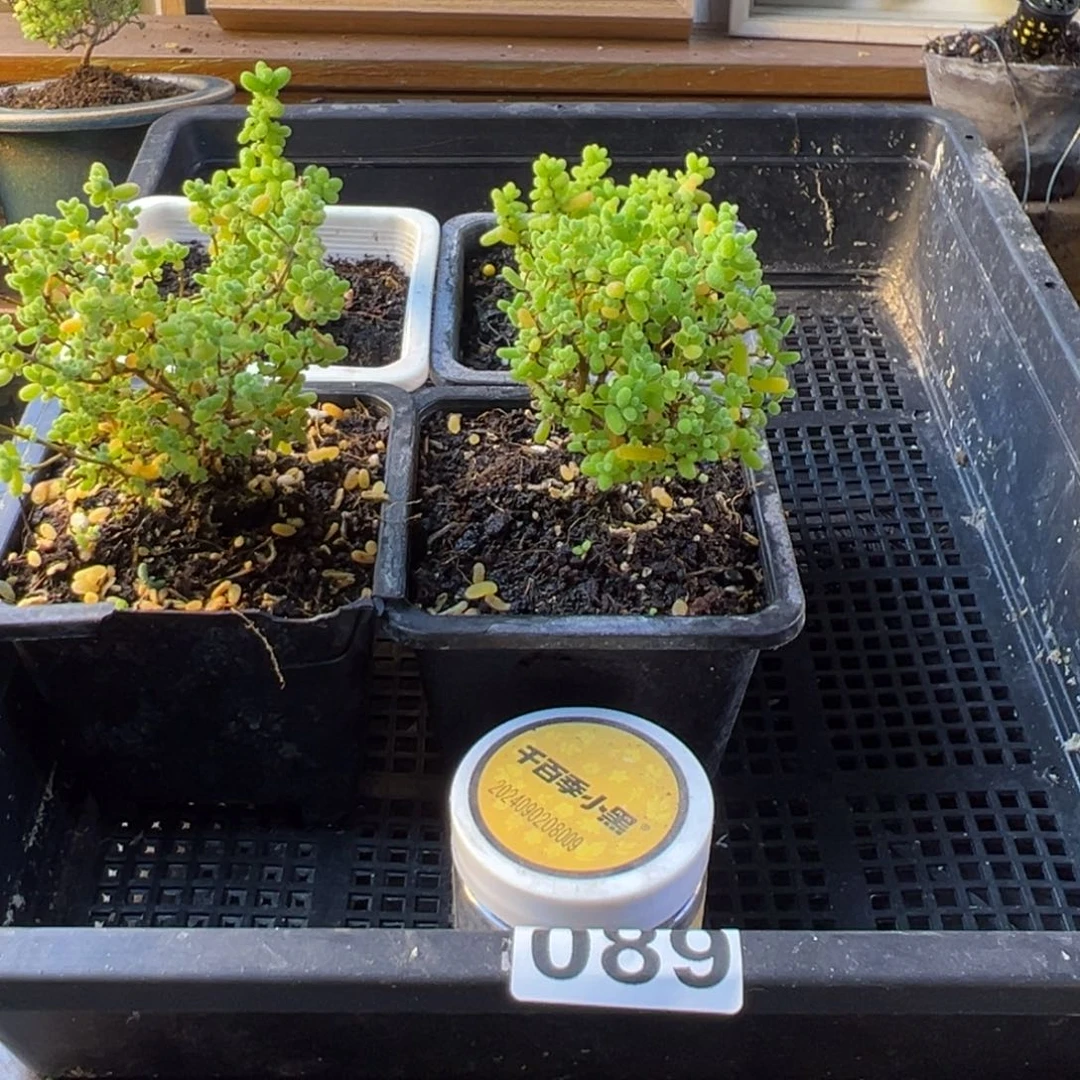 饱***吃枝干番杏多肉植物089