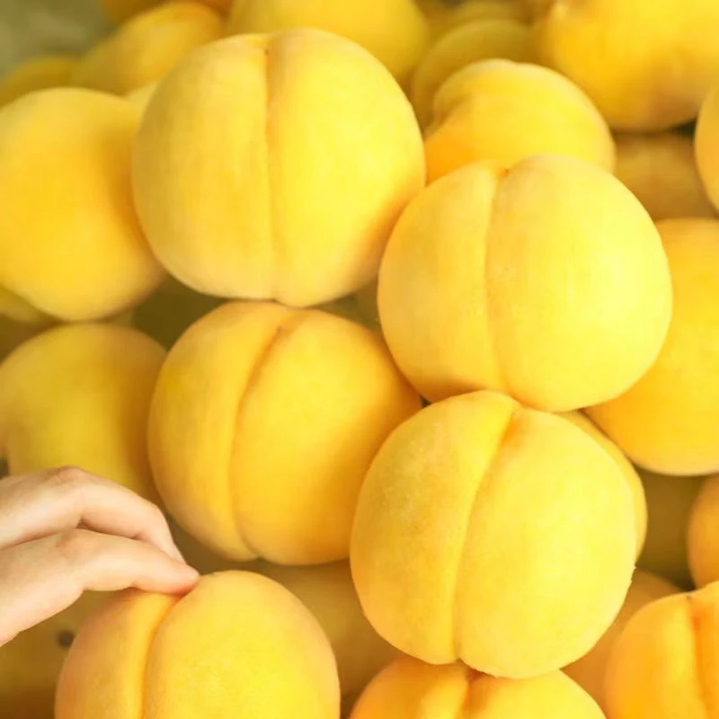 现摘当季新鲜黄桃脆甜可口桃子