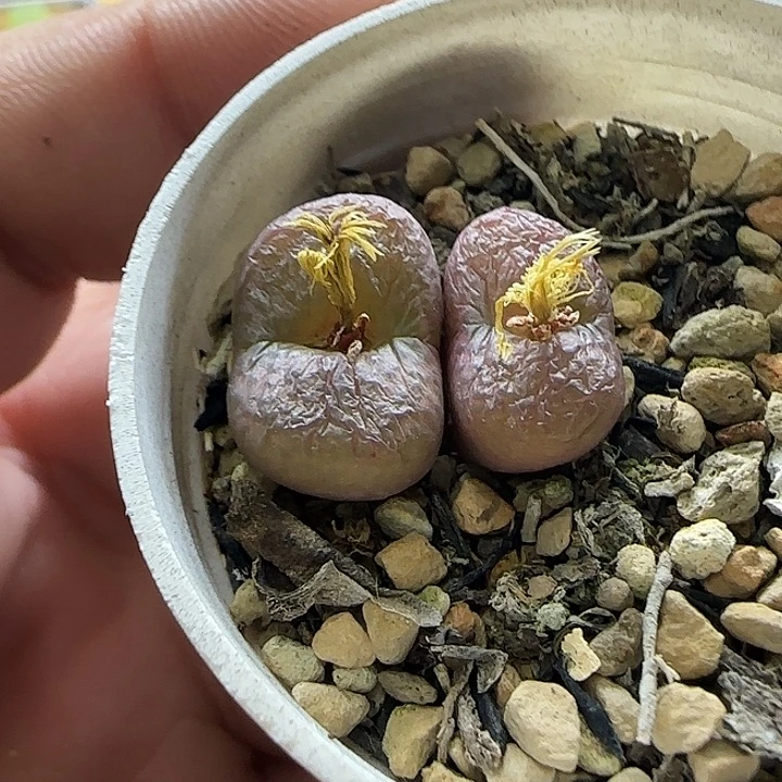 双头毛杂带盆土发货