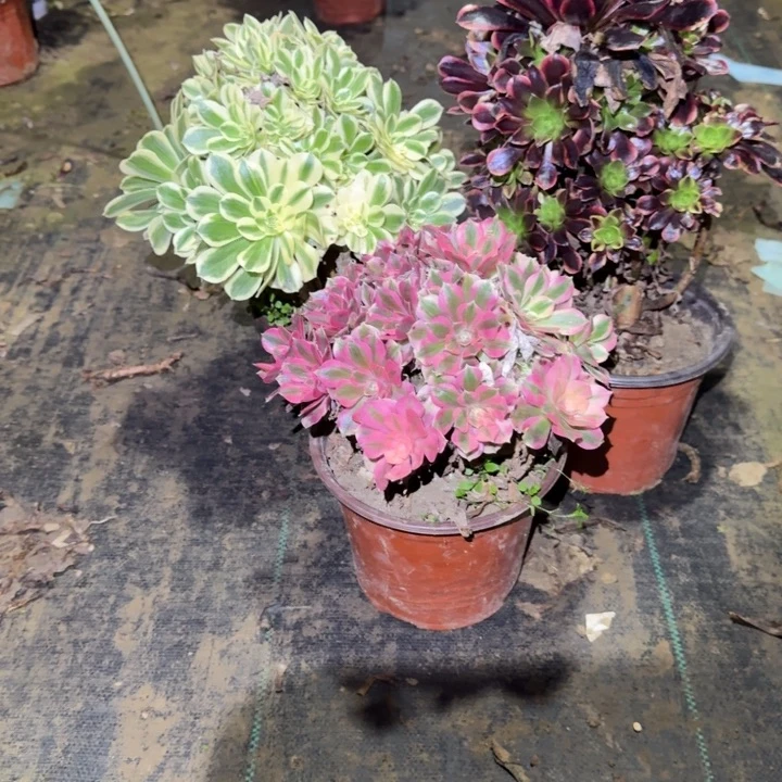 一单包邮不包侧枝34