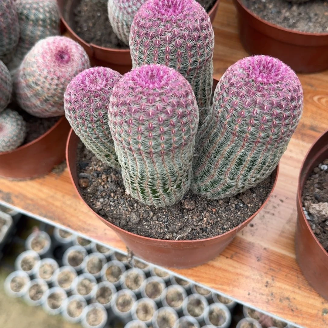 刘***牛图可口可乐可口可乐