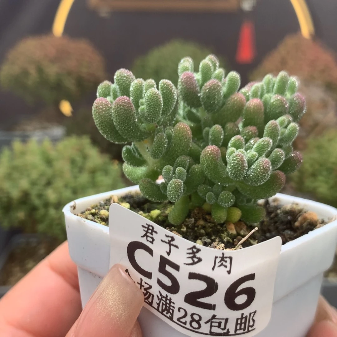 c526冰晶枝干番杏