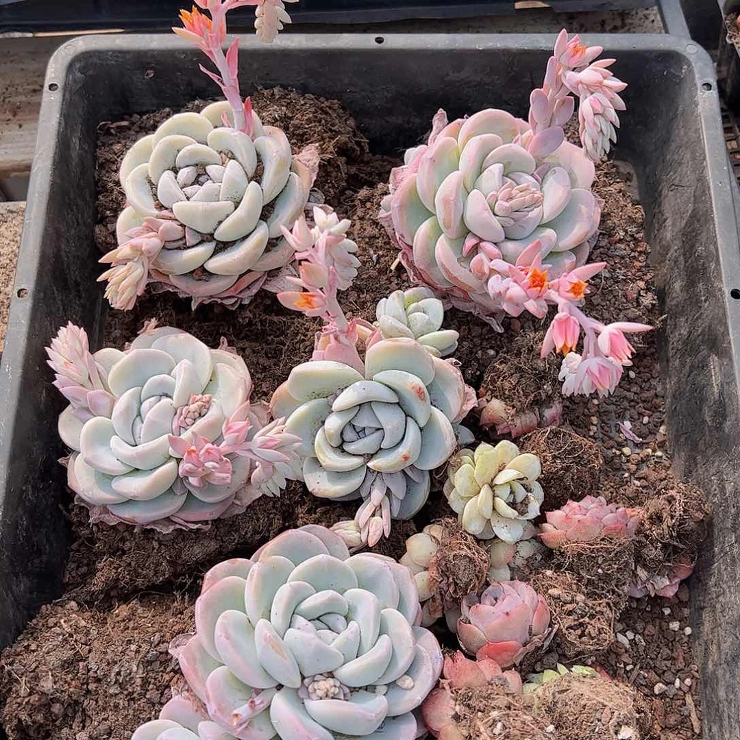 直播福利一物一拍32