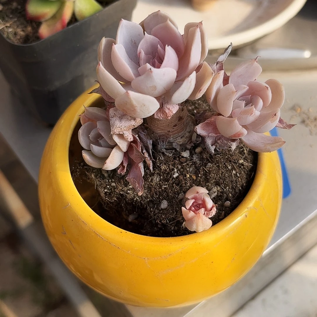 荷*580哈哈哈哈哈哈