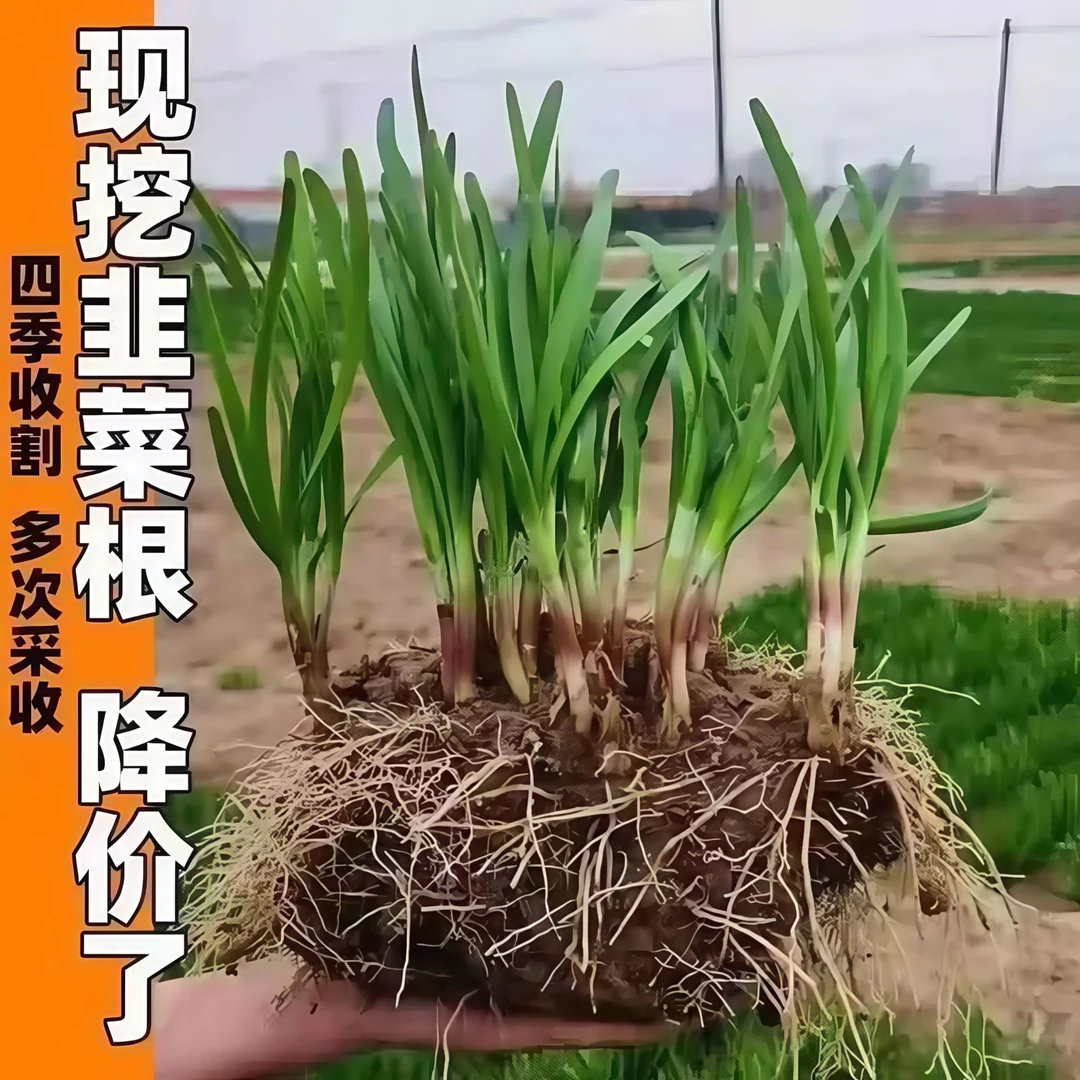 【基地现挖】新韭菜根四季盆栽室内外种植庭院绿植韭菜苗大叶韭菜根