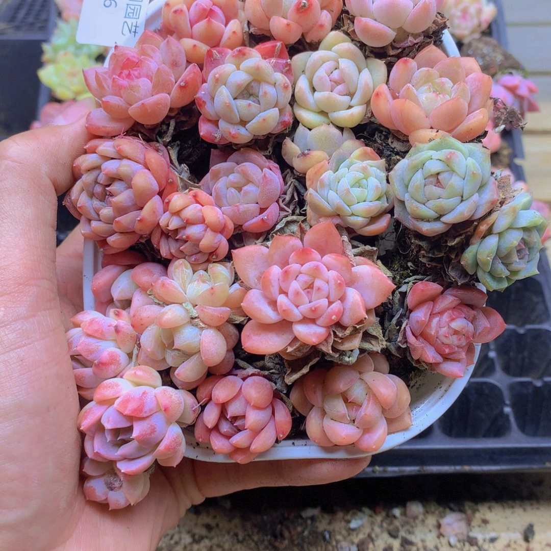 我要去看你了啊我006