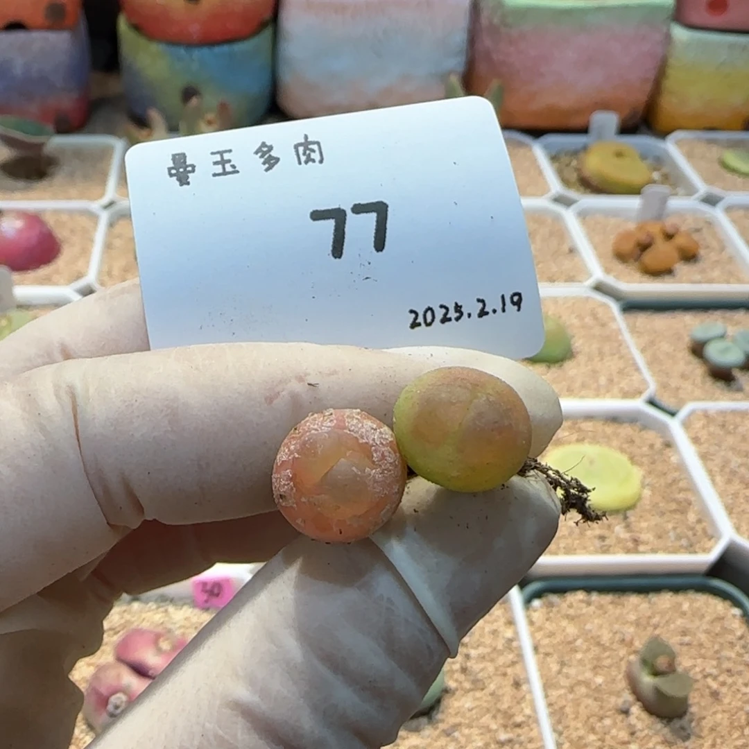 多肉多肉多肉2.19-077