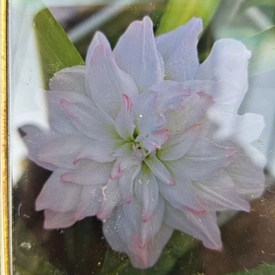 完全开放北极仙女5厘米+