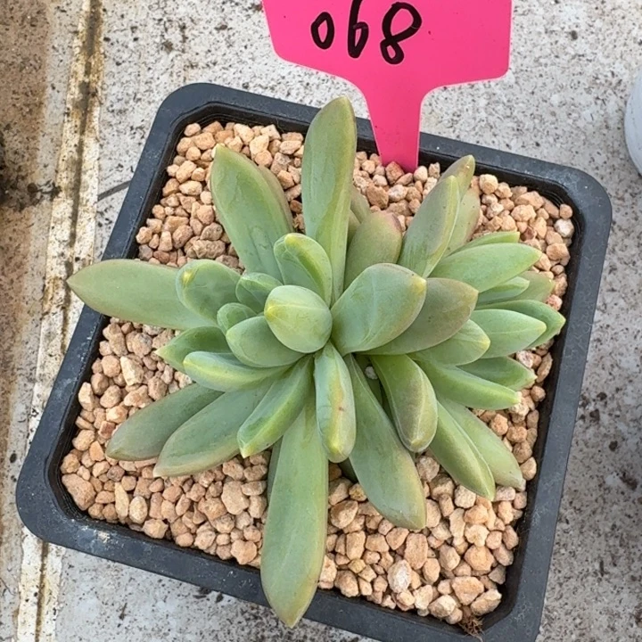 068多维奇新号福利价