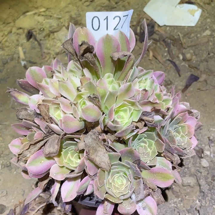 多肉植物法师127香妃