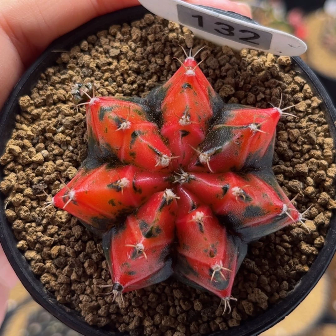 橘老虎 米哈仙人球