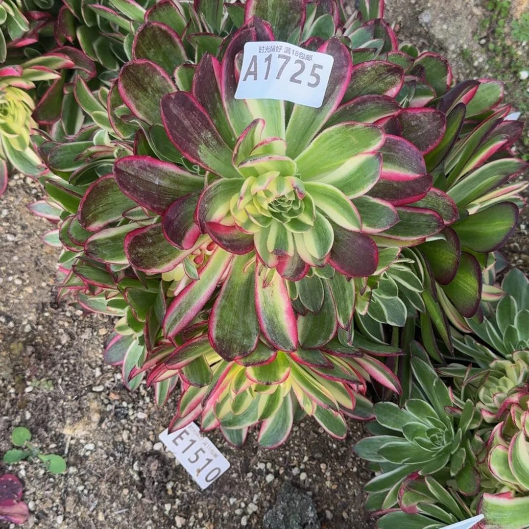 ?**?1725海王寄养到秋