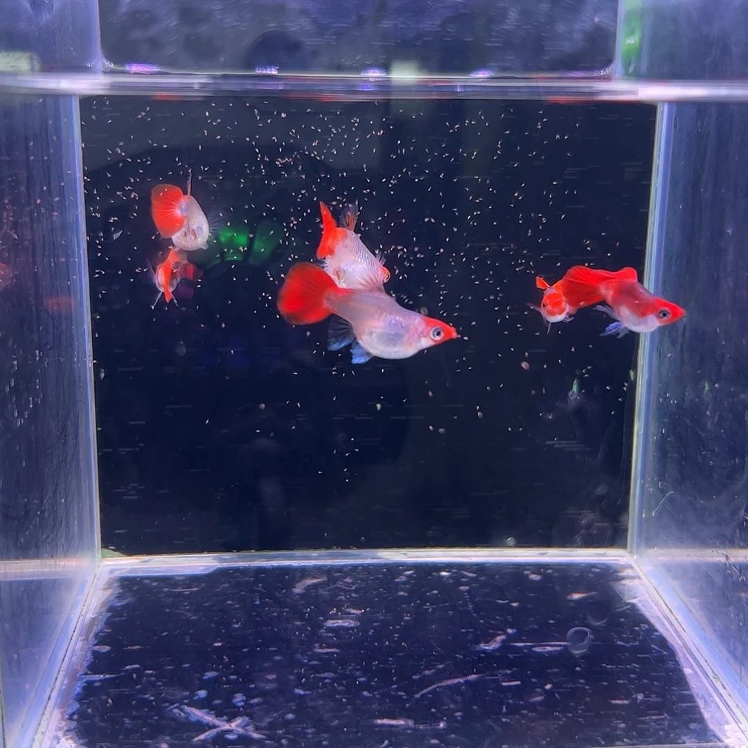 孔雀鱼黄化深海蓝球3对