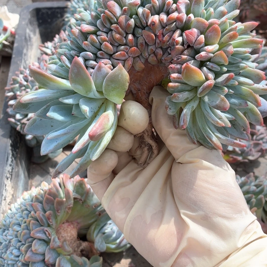 七***呛七个寄养星影板子朵缀