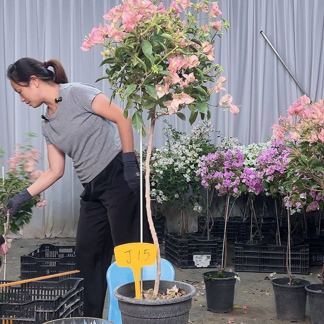 春***》当前无花栽培后可以开花J15卡亚塔