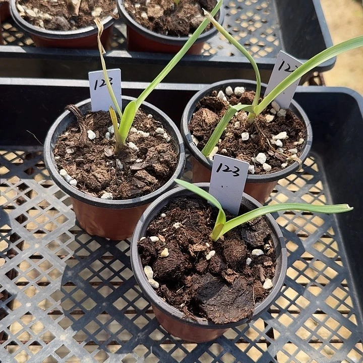 123朱顶红一棵1厘米带盆