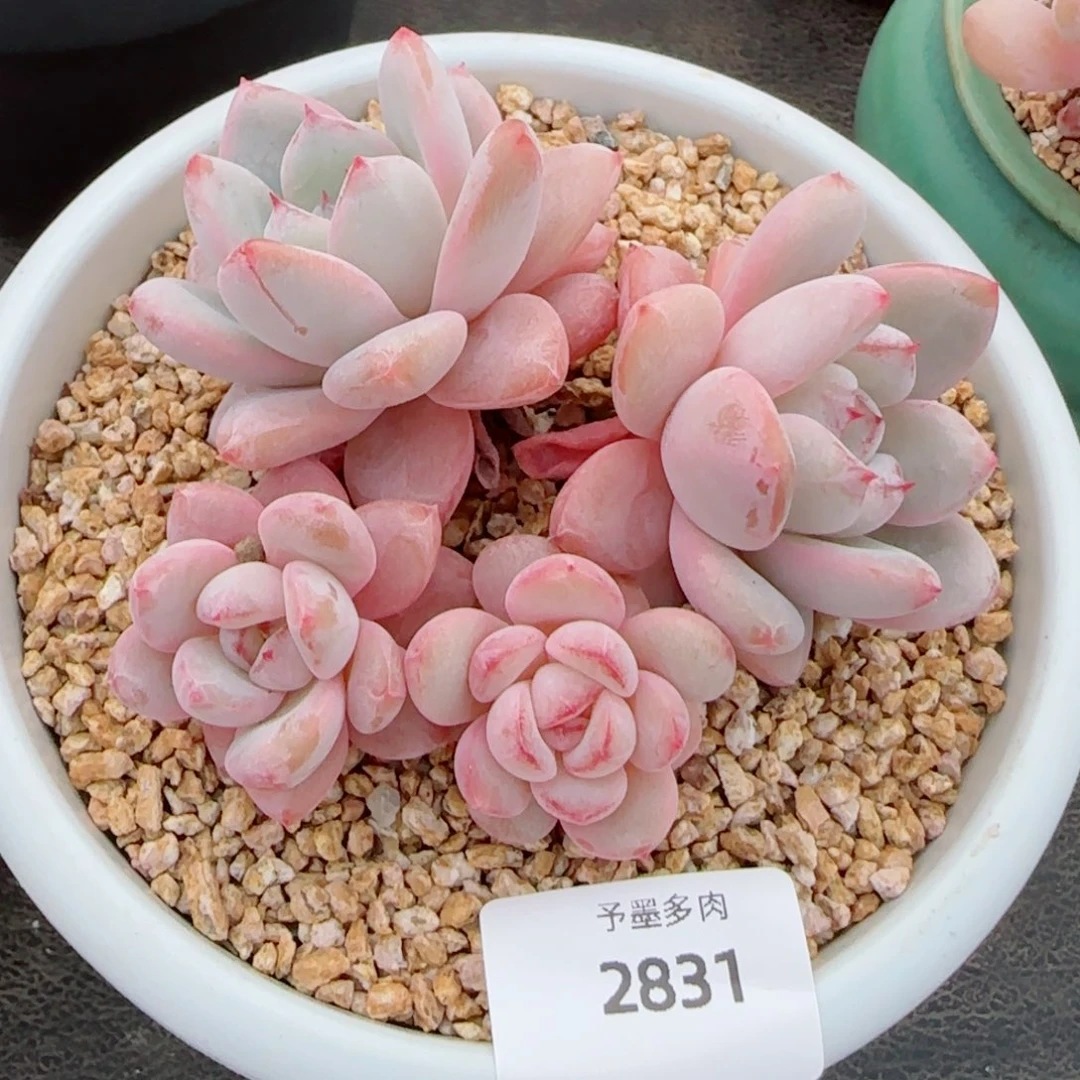 星星雪，2831多肉植物