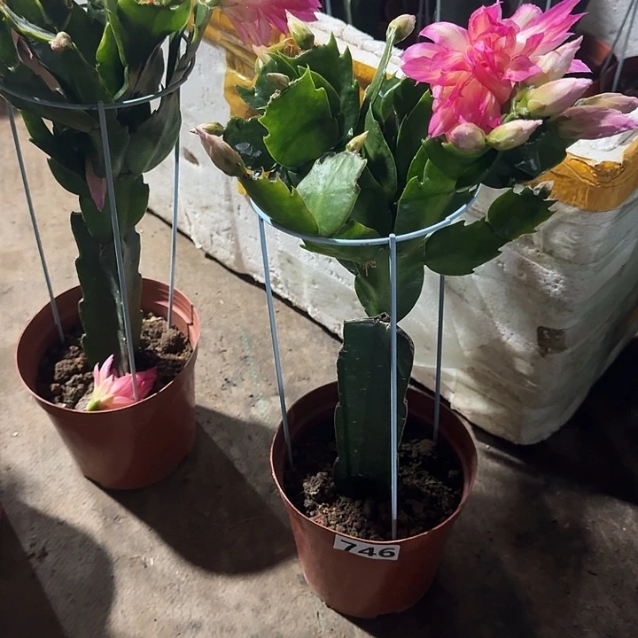 曼***伤大部分开放少量花苞746嫁接082