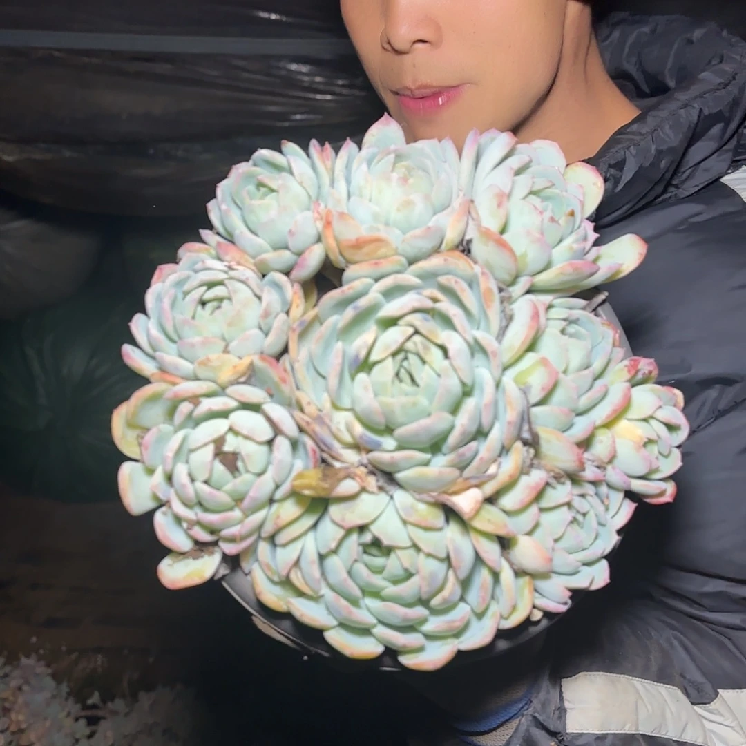 盆栽沙沙女王多肉