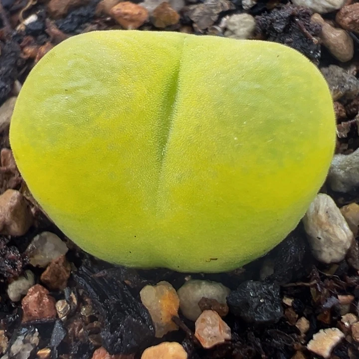 黄绿桃多肉带盆植物